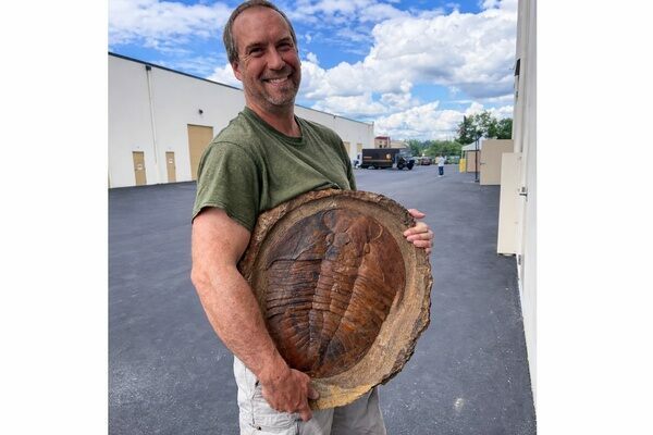 A giant Asaphid trilobite from the Fezouata Formation in Morocco.